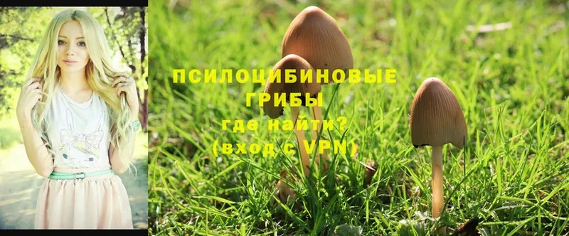 Псилоцибиновые грибы Psilocybe  наркошоп  площадка формула  Костерёво 